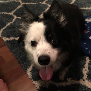 Meet your Posher, Joy